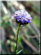 Globularia alypum