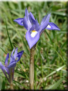 Gynandriris sisyrinchium