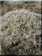 Halimione portulacoides