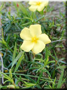 Halimium calycinum