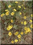 Halimium halimifolium subsp. halimifolium