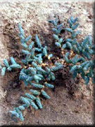 Halopeplis amplexicaulis