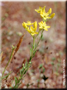 Haplophyllum linifolium