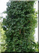 Hedera helix subsp. helix