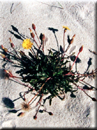 Hedypnois arenaria