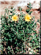 Helianthemum croceum