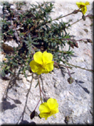 Helianthemum hirtum