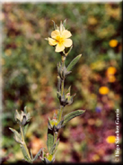 Helianthemum ledifolium