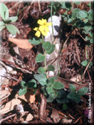 Helianthemum marifolium subsp. andalusicum