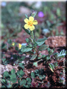 Helianthemum salicifolium