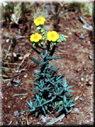 Helianthemum syriacum