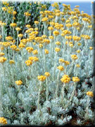 Helichrysum picardii var. picardii