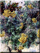 Helichrysum rupestre