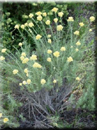 Helichrysum stoechas