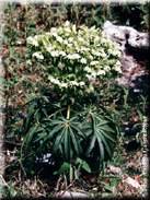 Helleborus foetidus