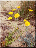 Heteranthemis viscidehirta