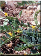 Hippocrepis biflora