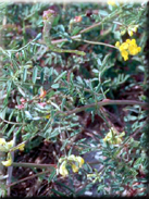 Hippocrepis multisiliquosa