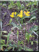 Hippocrepis salzmannii