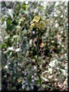 Hirschfeldia incana subsp. incana