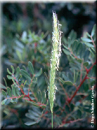 Hordeum bulbosum