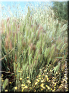 Hordeum marinum