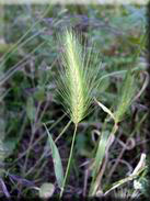 Hordeum murinum subsp. leporinum