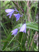 Hyacinthoides hispanica