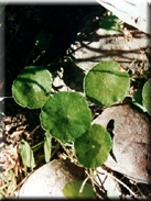 Hydrocotyle vulgaris