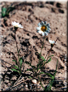 Hymenostemma pseudoanthemis