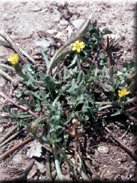 Hyoseris scabra