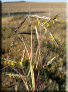 Hyparrhenia podotricha