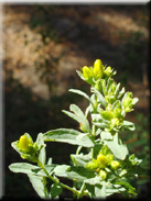 Hypericum humifusum