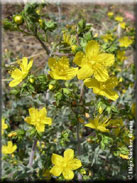 Hypericum tomentosum