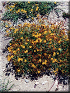 Hypericum triquetrifolium