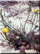 Hypochoeris salzmanniana