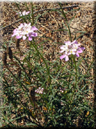 Iberis ciliata subsp. welwitschii