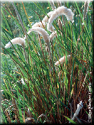 Imperata cylindrica