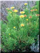 Inula crithmoides