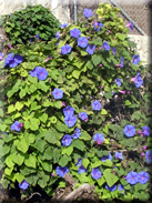 Ipomoea acuminata