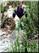 Iris filifolia