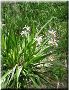 Iris foetidissima