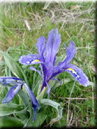 Iris planifolia