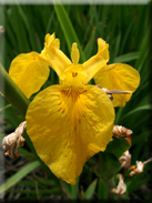 Iris pseudacorus