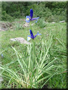 Iris xiphium