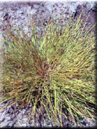 Isolepis cernua