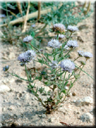 Jasione montana subsp. blepharodon