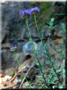 Jasione montana subsp. montana