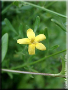 Jasminum fruticans