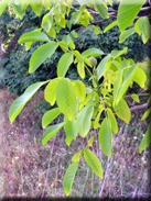 Juglans regia